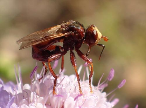 Réf. 330 749 : Sicus ferrugineus